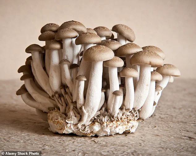 Leslie Kenny's Inquiry into the 'Unspoken Aroma' of Aging: 'It’s a Universally Recognized...'