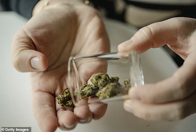 Privileged Information: The Hidden Risk of Not Disclosing Cannabis Use Before Surgery