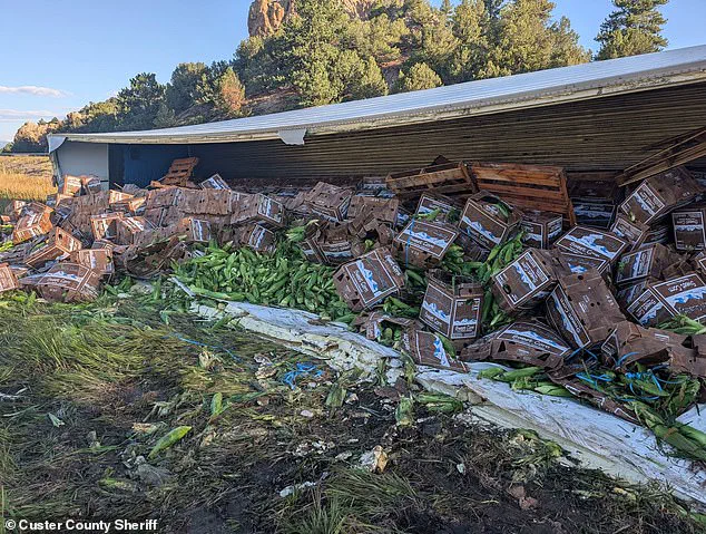 Breaking: Colorado Cops Stunned by Sweet Corn Spill After Truck Crash