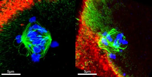 Cannabis Use Linked to Fertility Risks and Fetal Development Concerns, Study Warns