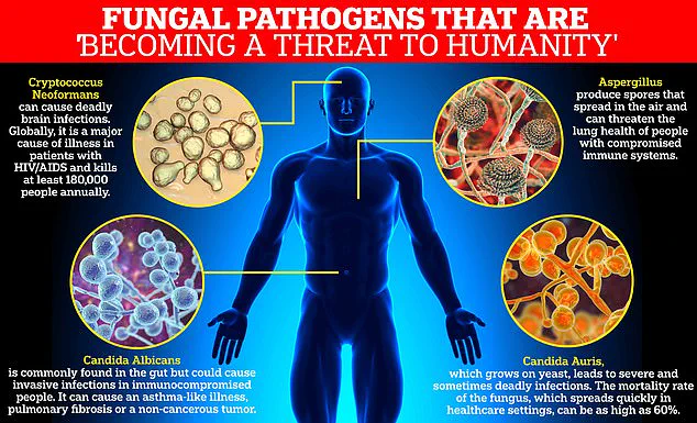 Urgent Alert: Exclusive Insights on Europe's Deadliest Drug-Resistant Fungal Threat, C. auris, as Health Officials Warn of Public Health Crisis