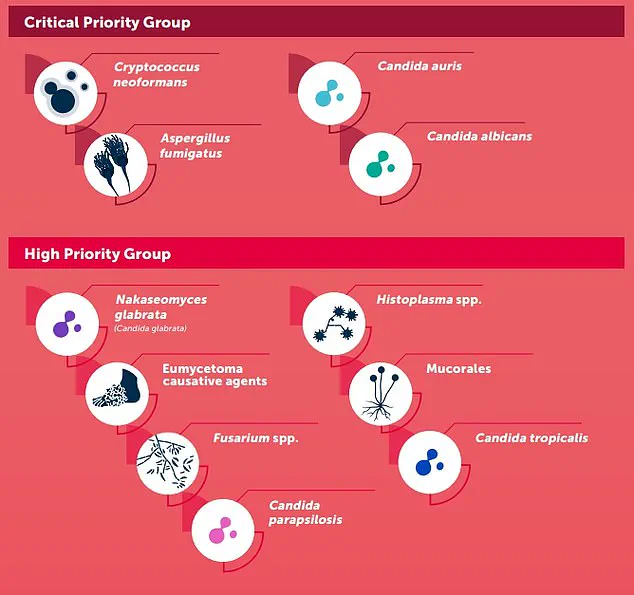 Urgent Alert: Exclusive Insights on Europe's Deadliest Drug-Resistant Fungal Threat, C. auris, as Health Officials Warn of Public Health Crisis
