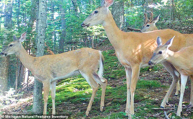 Overpopulation of White-Tailed Deer Threatens Beaver Island's Ecosystem