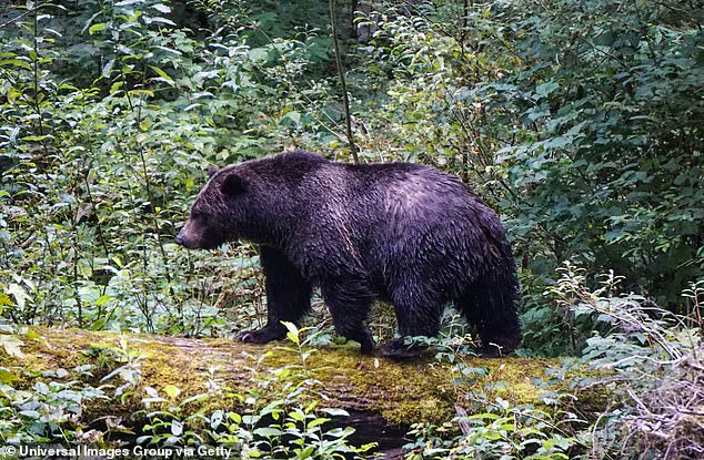 Violent Grizzly Bear Encounter at Canadian Elementary School Leaves 11 Injured, Raises Public Safety Concerns
