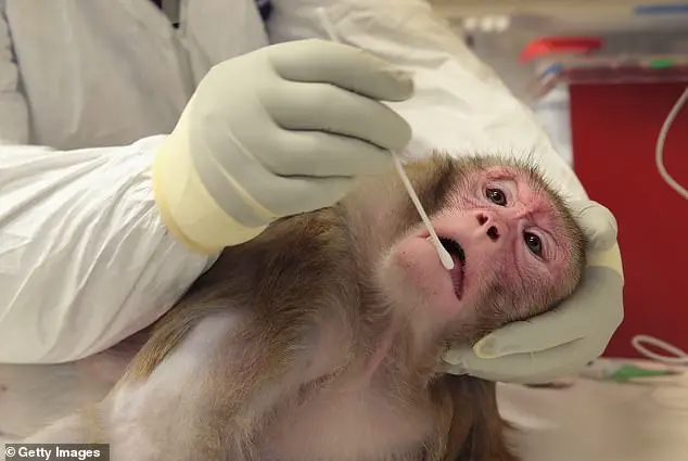 Trump administration halts CDC primate research, impacting decades of scientific advancements