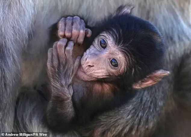 Trump administration halts CDC primate research, impacting decades of scientific advancements