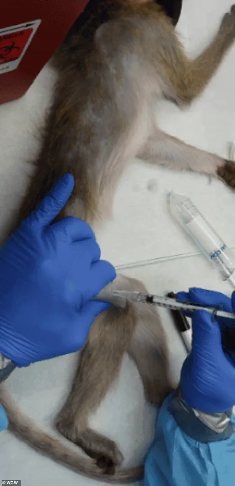Trump Administration's CDC Directive Halts Primate Research as Part of Broader Animal Testing Phase-Out