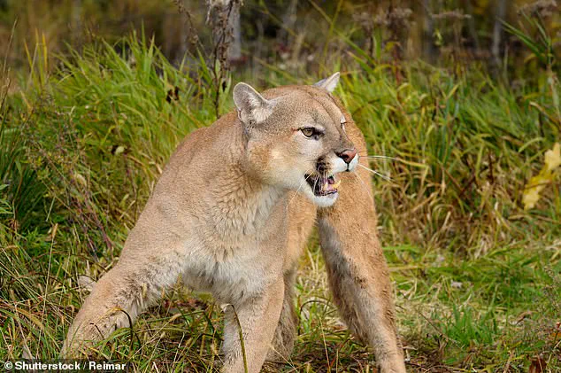 Woman Found Dead in Colorado Mountain Region; Authorities Suspect Mountain Lion Attack