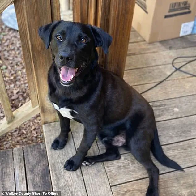 Tragic Discovery of Missing Alabama Boy Sparks Community Outcry as Search Efforts Continue