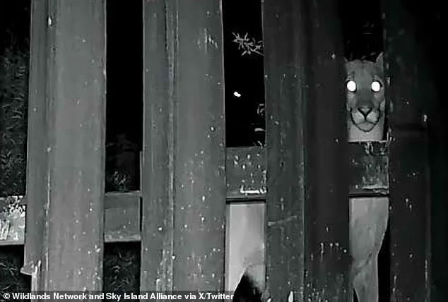 Insufficient Gaps: Wildlife Activists Brand US-Mexico 'Doggy Doors' Initiative a Joke