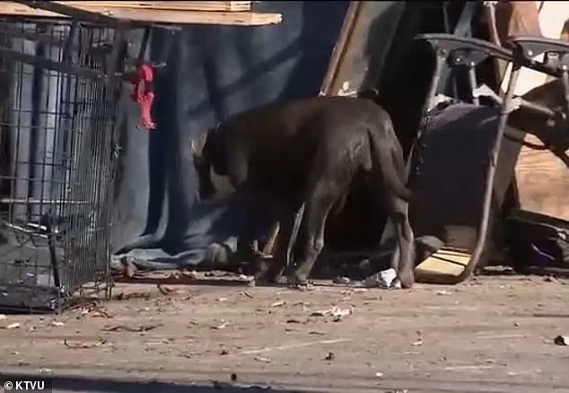 Public Health Crisis Erupts in Berkeley as Rare Tropical Disease Leptospirosis Spreads Among Homeless Encampments, Prompting Urgent Health Advisories