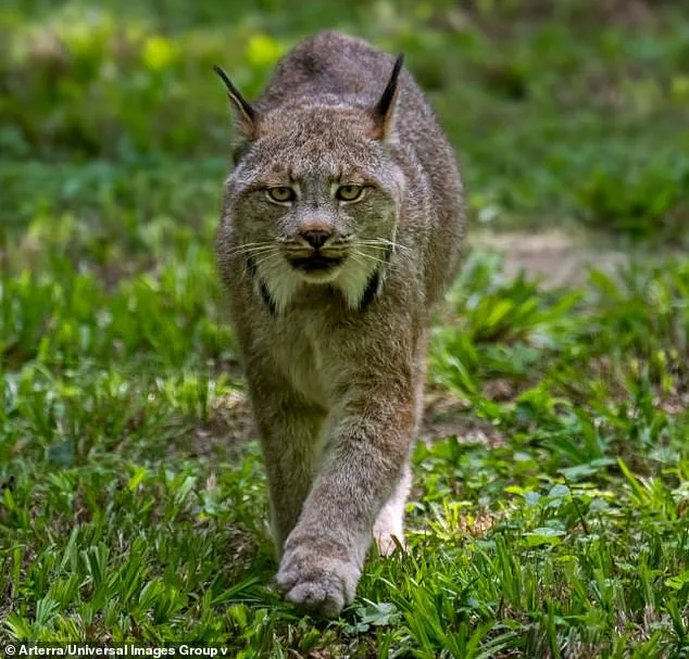 Rare Lynx Kitten Sighting in Voyageurs National Park Offers New Insights for Conservation Efforts
