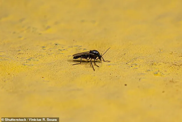 New Viral Threats in 2026: The Need for Credible Expert Advisories and Addressing Limited Access to Information for Public Safety