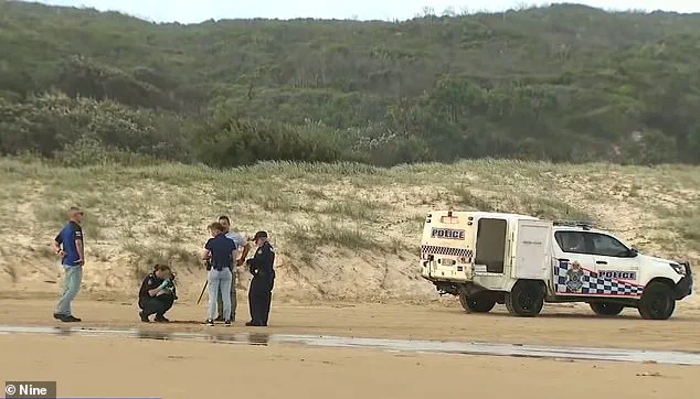 Tragic Dingo Attack Claims Life of Canadian Tourist, Sparking Concern for Safety on K'gari Island