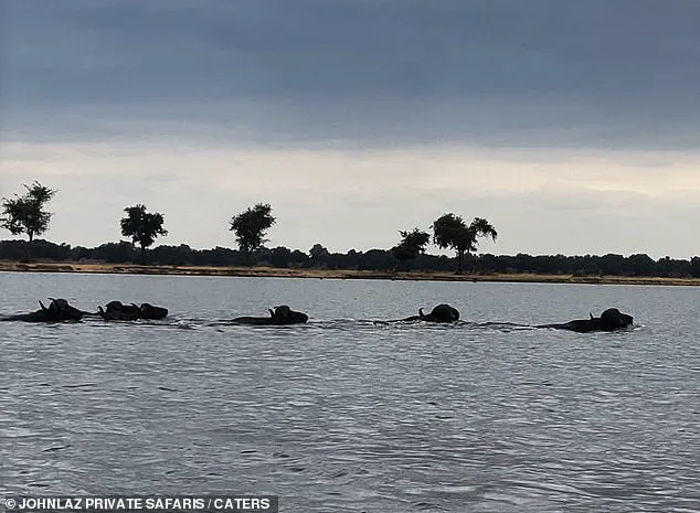 Predator-Prey Encounter: The Survival Instincts of a Buffalo Witnessed on Zambia's Zambezi River