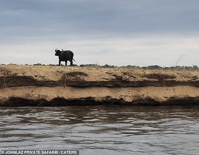Predator-Prey Encounter: The Survival Instincts of a Buffalo Witnessed on Zambia's Zambezi River