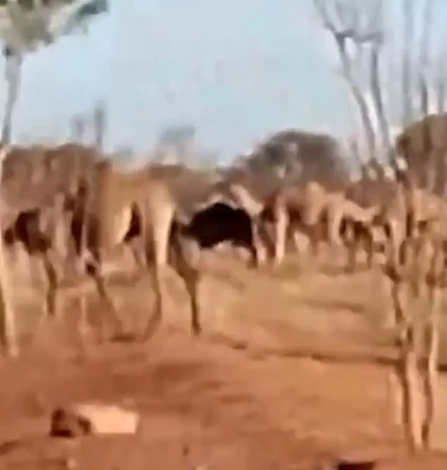 Emergency in Mount Liebig: 1,000 Feral Camels Descend on Drought-Stricken Northern Territory Town