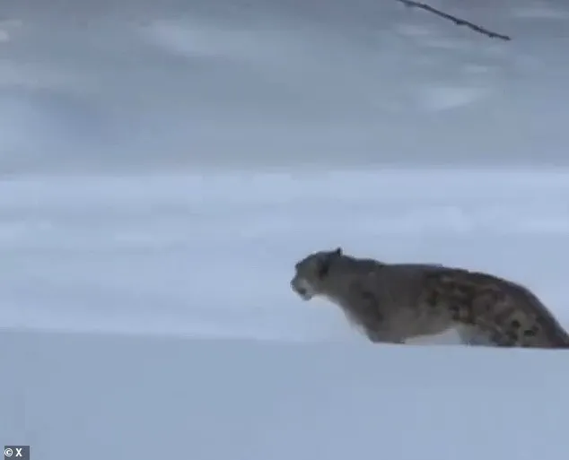 Serious Injury in Rare Snow Leopard Encounter at Northern China's Keketuohai UNESCO Geopark