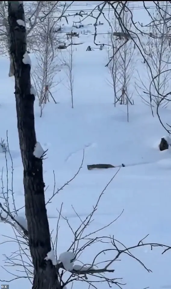 Serious Injury in Rare Snow Leopard Encounter at Northern China's Keketuohai UNESCO Geopark