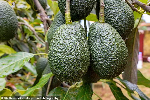 Avocado: The Superfood Staple That's Good for Your Heart and Skin – Debunking the 'Fat' Myths