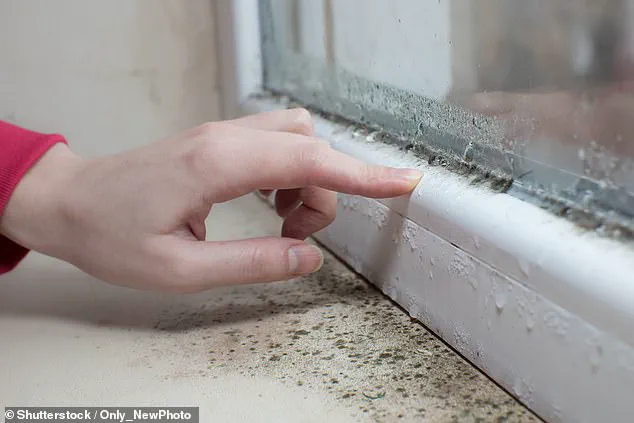 Toxic Mould in Homes: Childhood Exposure Linked to Lasting Lung Damage into Adulthood