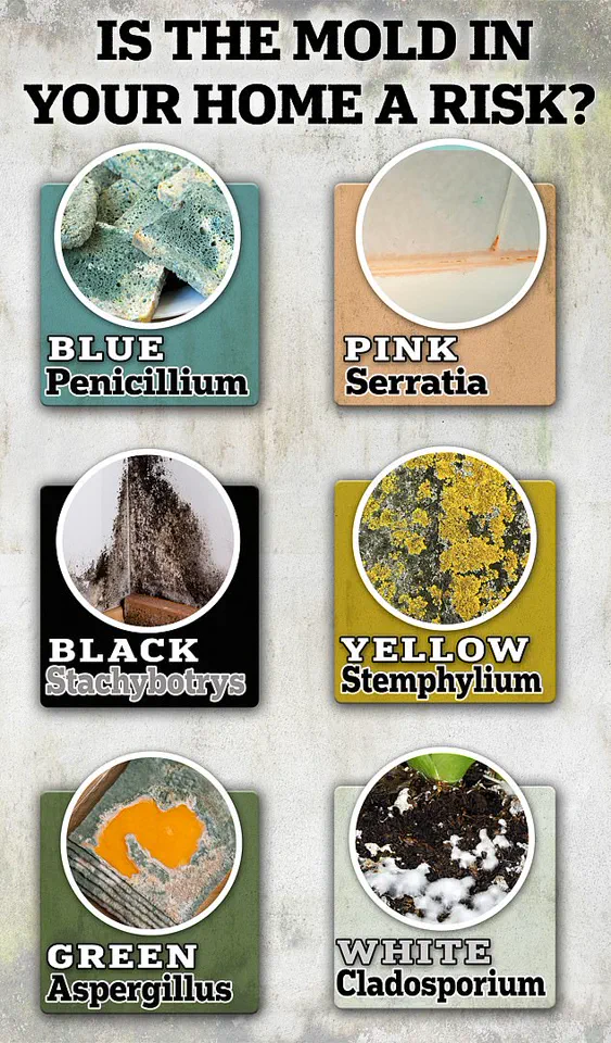 Toxic Mould in Homes: Childhood Exposure Linked to Lasting Lung Damage into Adulthood