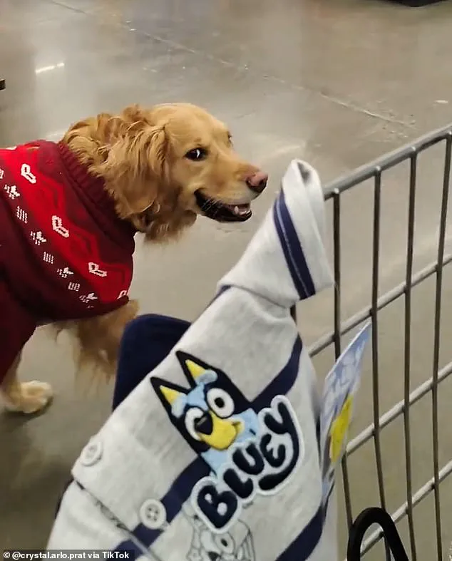 Walmart Employee Confronts Woman Over Service Dog, ADA Compliance Sparks Debate