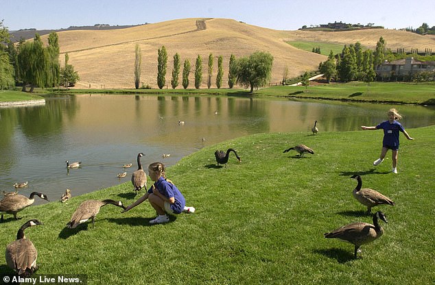 Blackhawk's Algae-Covered Pond: A Battle Between Wealth and Wildlife