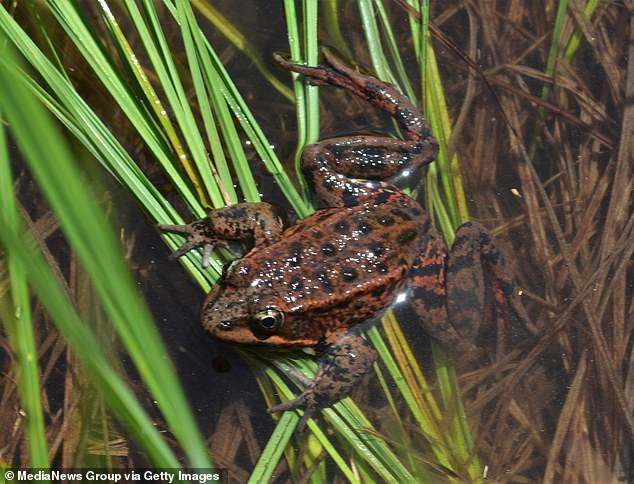 Blackhawk's Algae-Covered Pond: A Battle Between Wealth and Wildlife