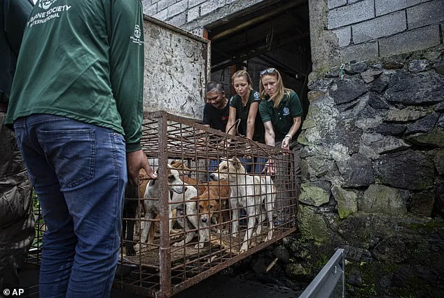 From Slaughterhouse to Sanctuary: Kronk's Miraculous Survival Against the Dog Meat Trade