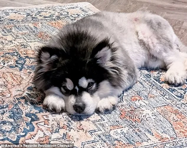 From Slaughterhouse to Sanctuary: Kronk's Miraculous Survival Against the Dog Meat Trade