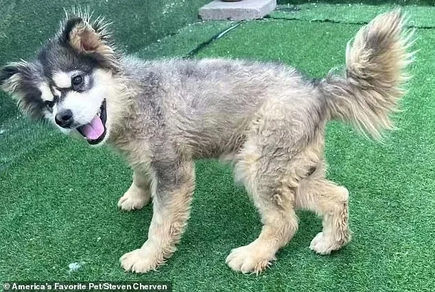 From Slaughterhouse to Sanctuary: Kronk's Miraculous Survival Against the Dog Meat Trade