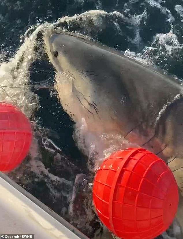 Massive Great White Shark Spotted Near Cape Fear, Reviving Interest in Coastal Ecosystems