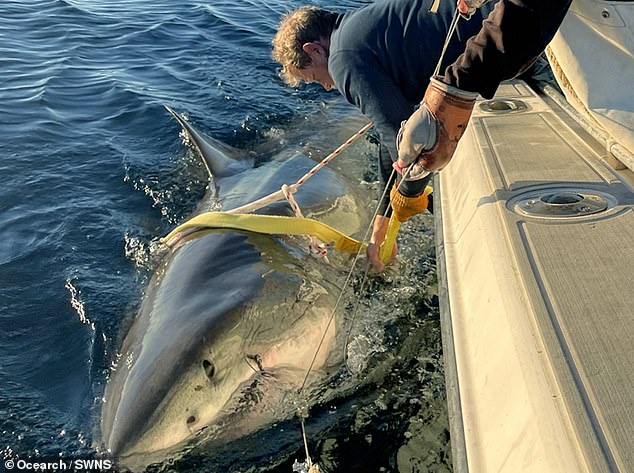 Massive Great White Shark Spotted Near Cape Fear, Reviving Interest in Coastal Ecosystems