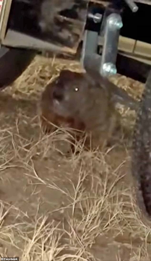 Groundhog Causes Unprecedented Engine Damage to University of Arkansas Student's SUV, Leaving Family in Shock