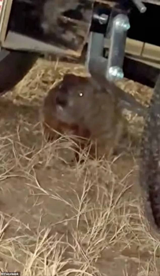 Groundhog Causes Unprecedented Engine Damage to University of Arkansas Student's SUV, Leaving Family in Shock