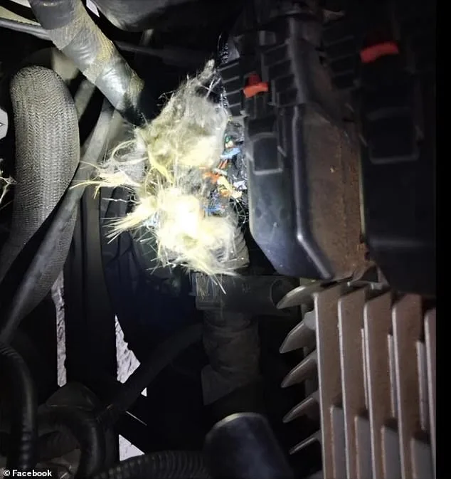 Groundhog Causes Unprecedented Engine Damage to University of Arkansas Student's SUV, Leaving Family in Shock