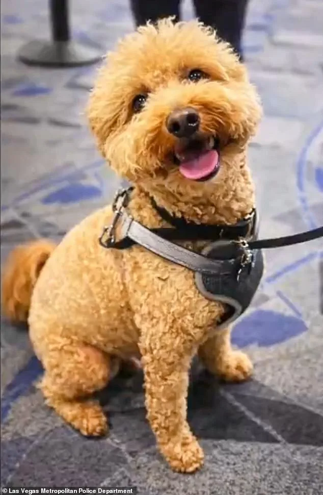 Woman Allegedly Leaves Service Dog Tied to Carry-On Sizer at Las Vegas Airport