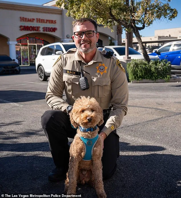 Sweet Golden Retriever Finds Forever Home After Being Abandoned at Airport