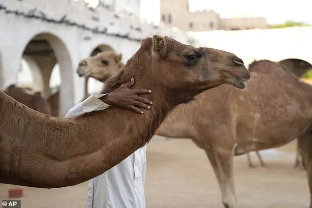 Camels Disqualified from Oman's Prestigious Beauty Pageant Over Cosmetic Enhancements: A Clash of Tradition and Ethics