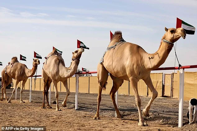 Camels Disqualified from Oman's Prestigious Beauty Pageant Over Cosmetic Enhancements: A Clash of Tradition and Ethics