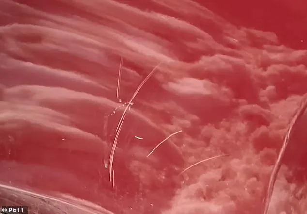 Neighborly Dispute Over Snow-Shoveling Feud During NYC Blizzard Raises Questions About Community Boundaries and Local Authority Involvement