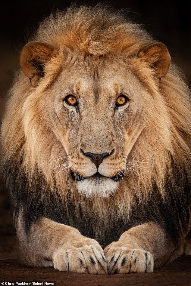 Chris Packham's *More Beautiful Than You*: A Fusion of Science and Art in Nature's Rare Moments