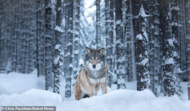 Chris Packham's *More Beautiful Than You*: A Fusion of Science and Art in Nature's Rare Moments