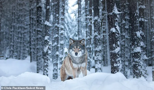 Chris Packham's *More Beautiful Than You*: A Fusion of Science and Art in Nature's Rare Moments