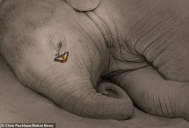 Chris Packham's *More Beautiful Than You*: A Fusion of Science and Art in Nature's Rare Moments