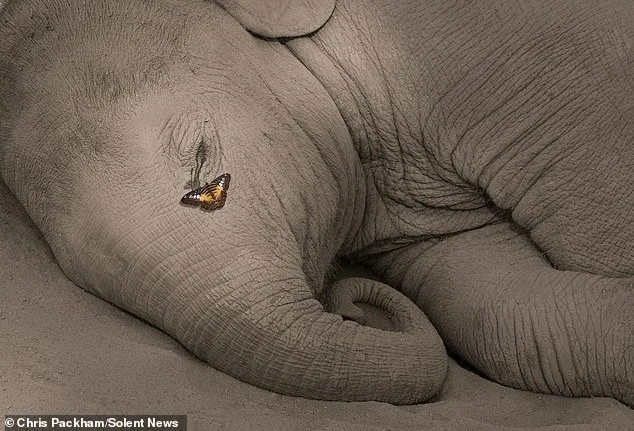 Chris Packham's *More Beautiful Than You*: A Fusion of Science and Art in Nature's Rare Moments