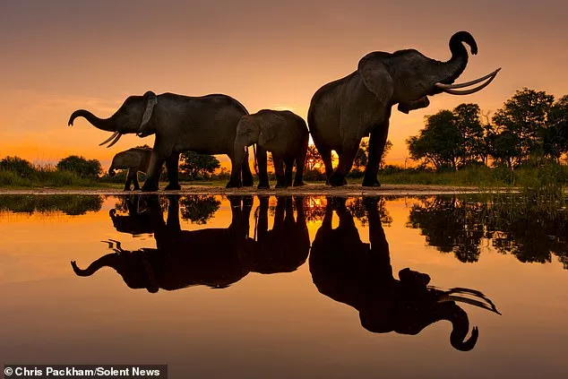 Chris Packham's *More Beautiful Than You*: A Fusion of Science and Art in Nature's Rare Moments