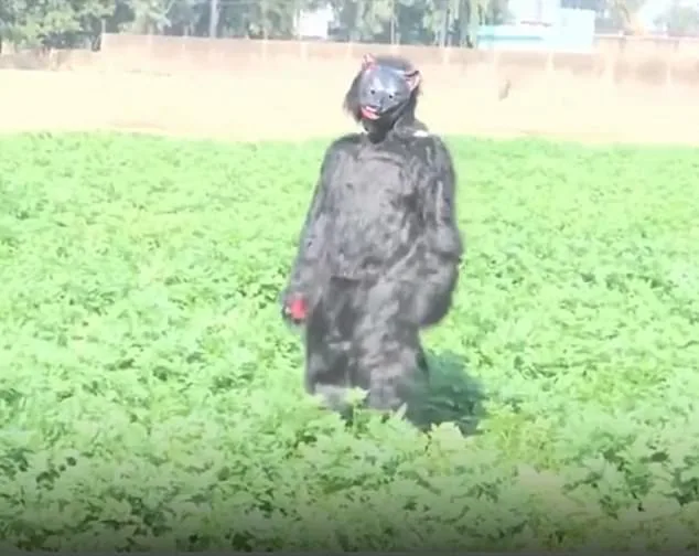 Desperate Farmers in Uttar Pradesh Turn to Bear Costumes to Deter Crop-Thieving Monkeys