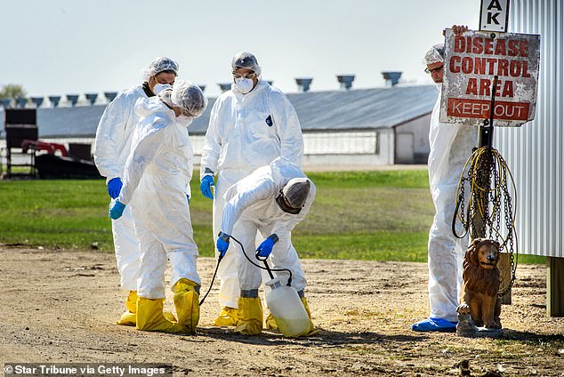 Deadly Bird Flu Spreads to Marine Mammals in California, Raising Fears of Human Transmission